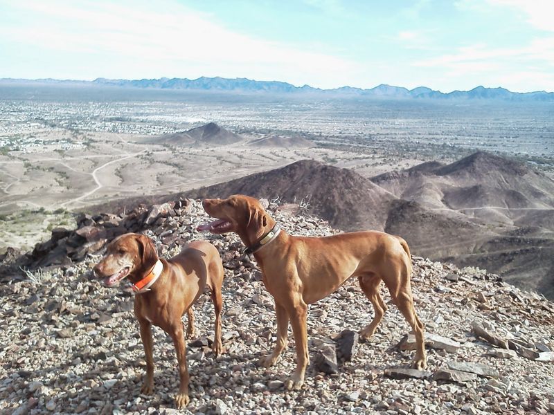 Vizsla: The Copper Canyon Companion