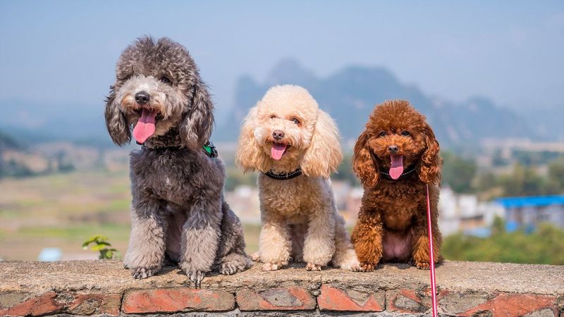 Poodle: The Versatile Sophisticate