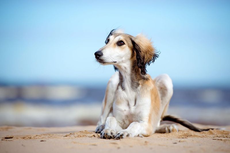 Saluki: Ancient Desert Royalty