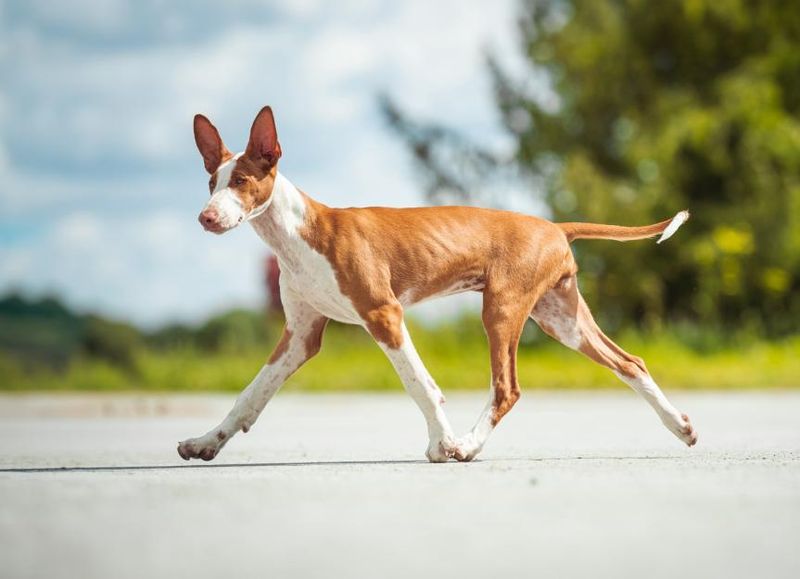 Ibizan Hound: Elegant Heat-Beater with Ancient Lineage