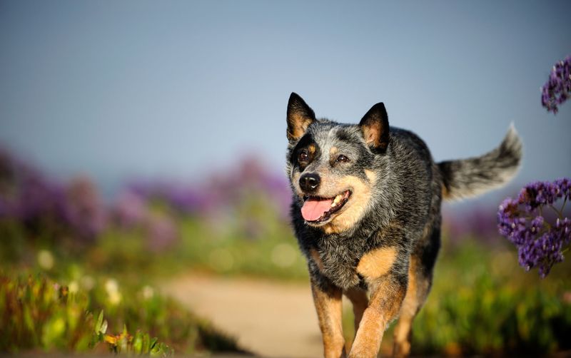 Australian Cattle Dog: Tireless Tropical Workers