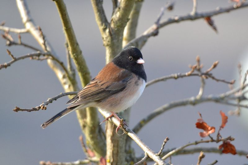Dark-eyed Junco