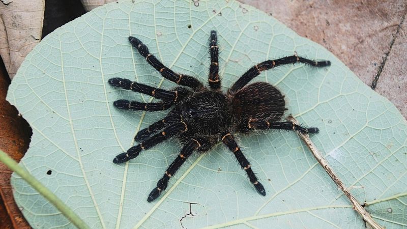Tarantula: Eight-Legged Wonders for the Brave
