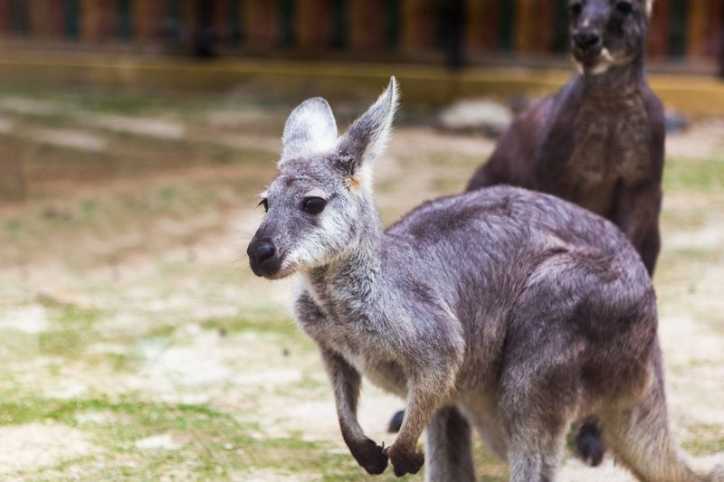 Wallaroo