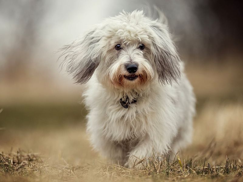 Coton de Tulear: Madagascar's Fluffy Gift