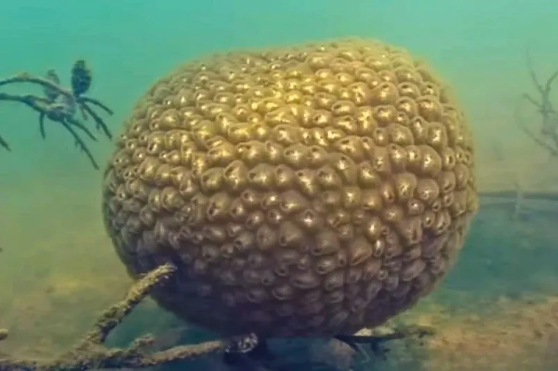 Bryozoans: The Living Lake Boogers