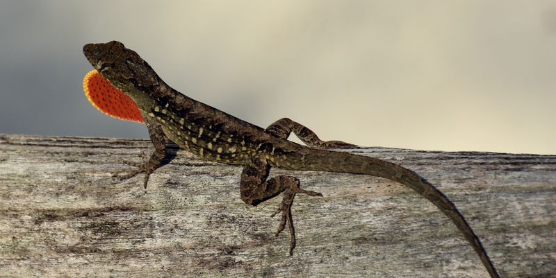 Brown Anole: The Backyard Bully