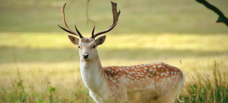 Fallow Deer: The Elegant Interloper