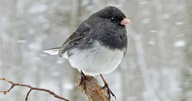 Dark-eyed Junco – The Winter Snowbird
