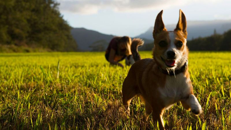 Stay Informed About Local Pet Regulations