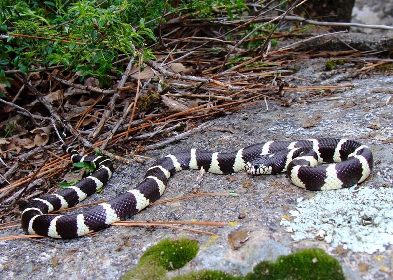 Common King Snake: The Snake-Eating Ally