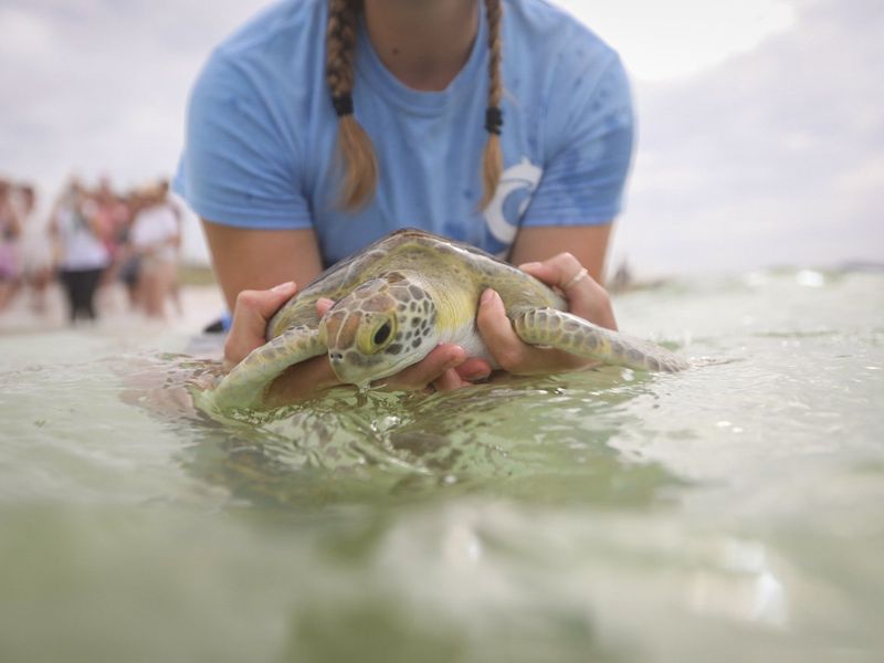 Gulfarium C.A.R.E. Center (Panama City Beach)