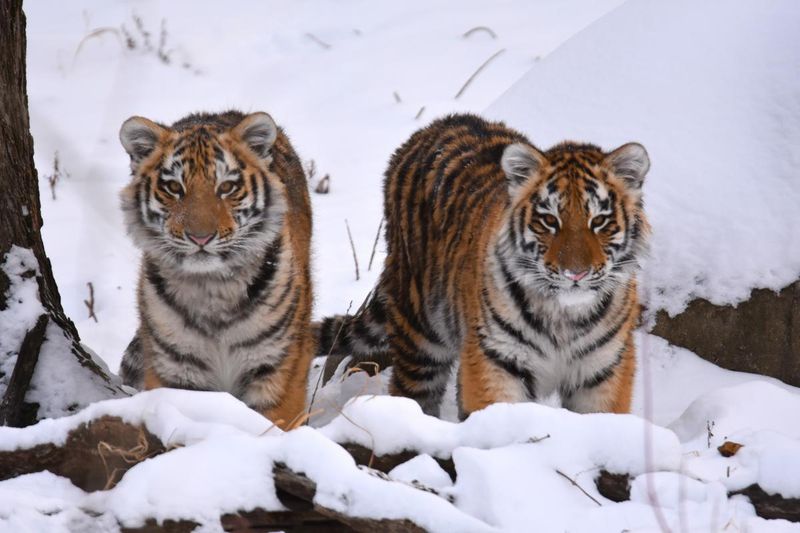 Minnesota Zoo – Apple Valley's All-Weather Adventure