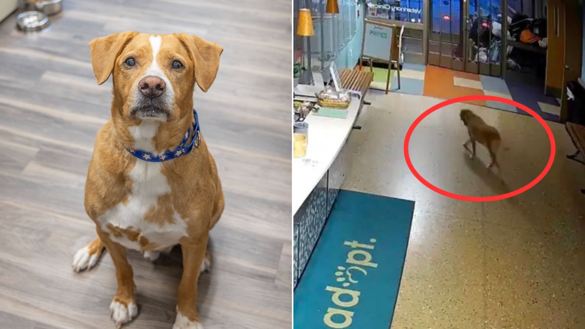 Clever Michigan Shelter Dog Caught On Camera Unlocking Doors And Letting Himself Out