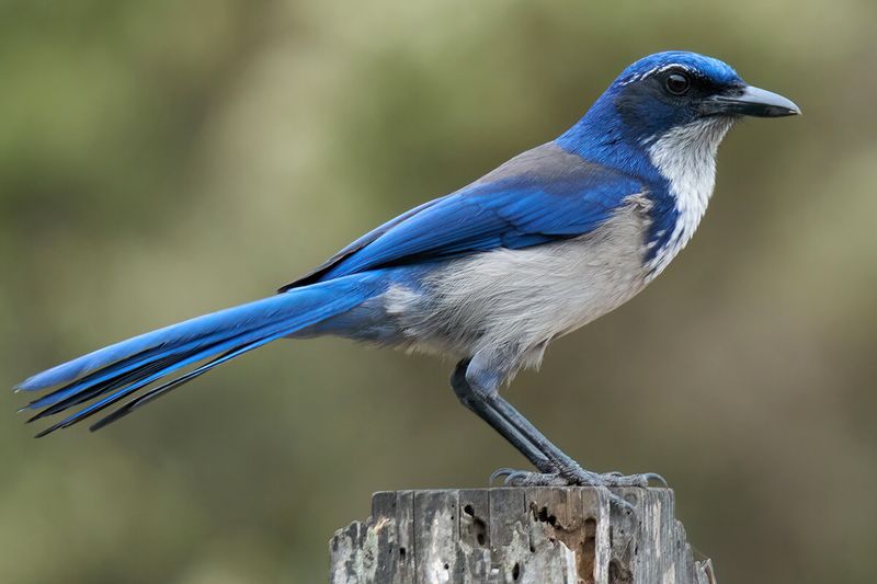 Island Scrub-Jay