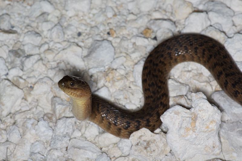 Ways You Can Help Protect Alabama's Native Snakes