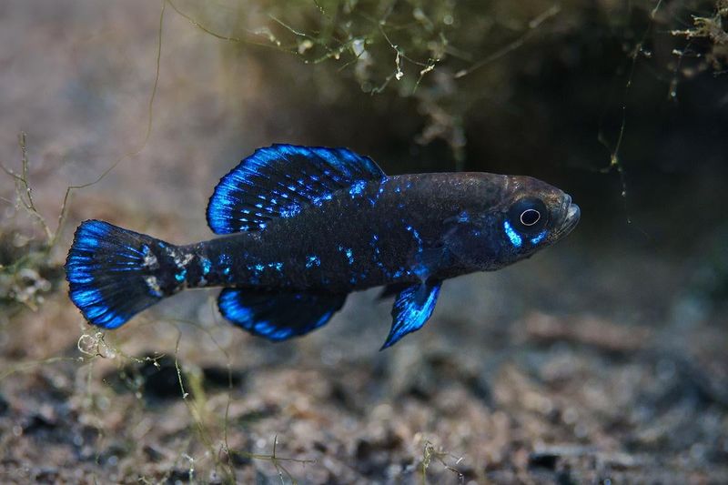 Okefenokee Pygmy Sunfish: The Tiny Treasure