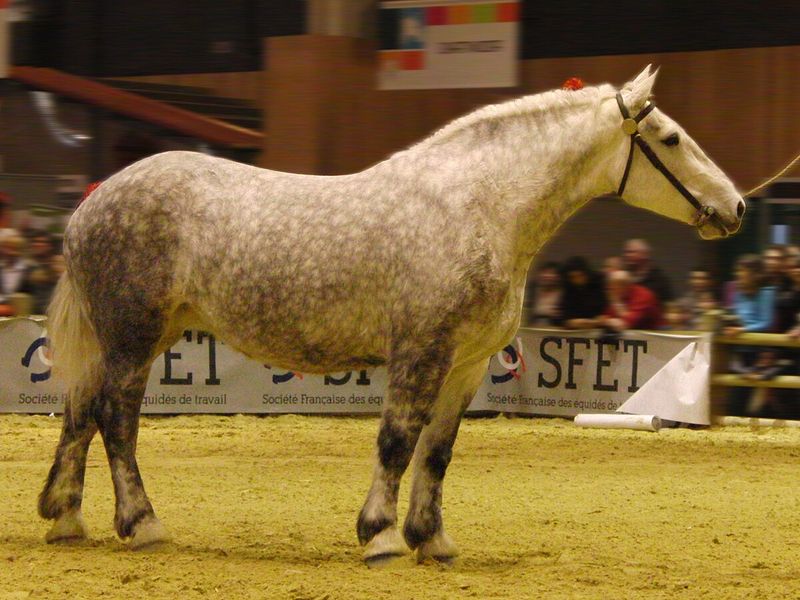 Percheron: French Elegance Meets Power On California Working Ranches
