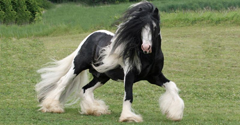 Gypsy Vanner