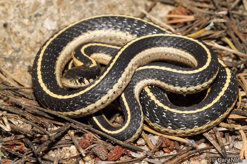 Sierra Garter Snake