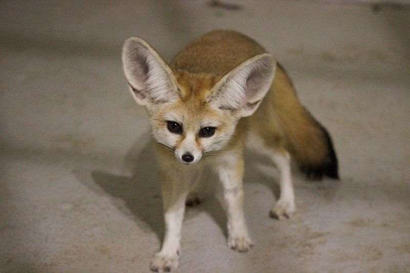 Fennec Fox