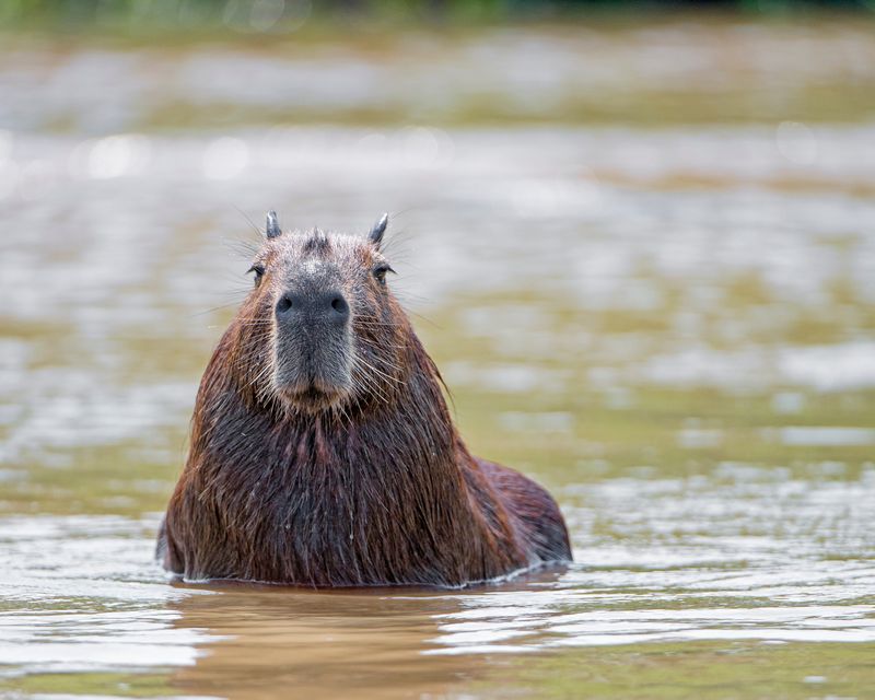 Capybaras