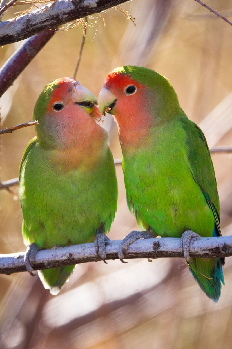 Lovebird: The Sunshine State Sweetheart