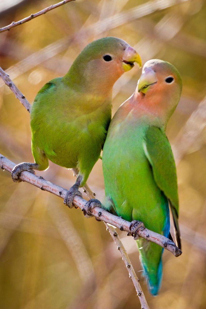 Lovebird: Devoted Duos