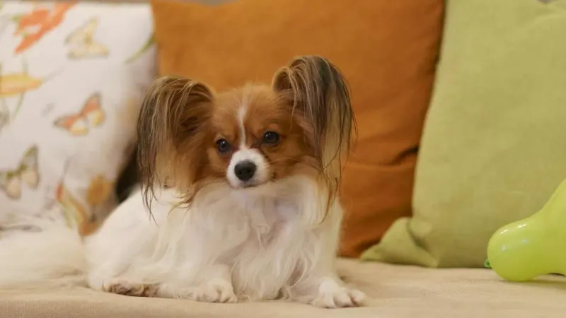 Papillon: Butterfly Dogs With Feather-Light Touch