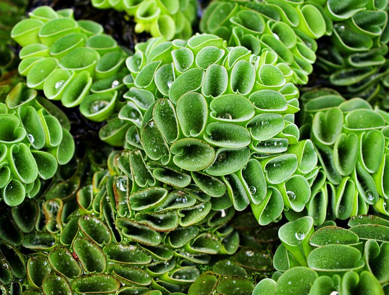 Salvinia Molesta: The Floating Nightmare