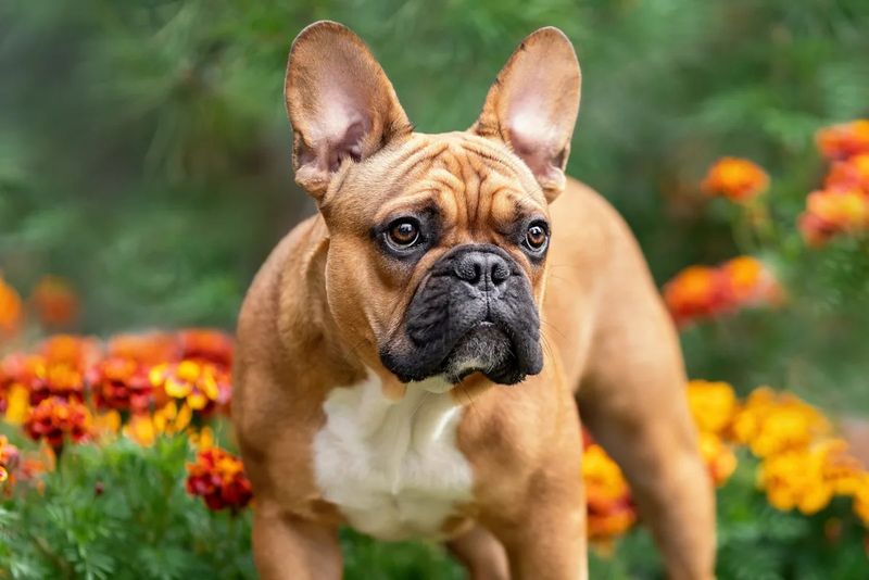 French Bulldog: The Charming Urban Companion