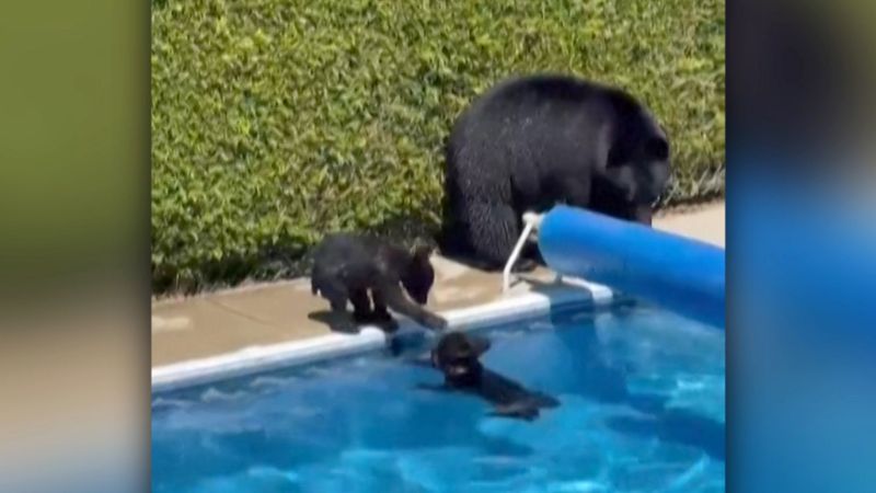 Black Bears Become Pool Party Crashers