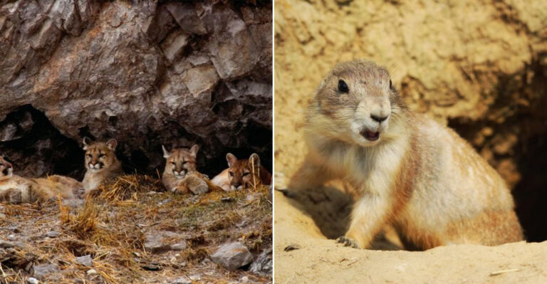 Colorado Heatwave Has Animals Finding Funny Ways To Cool Off