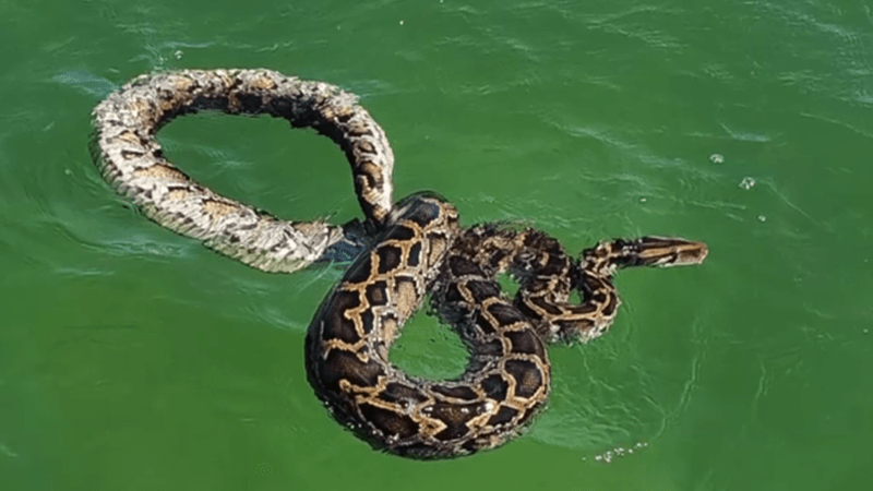 Everglades Waterways' Exotic Invaders