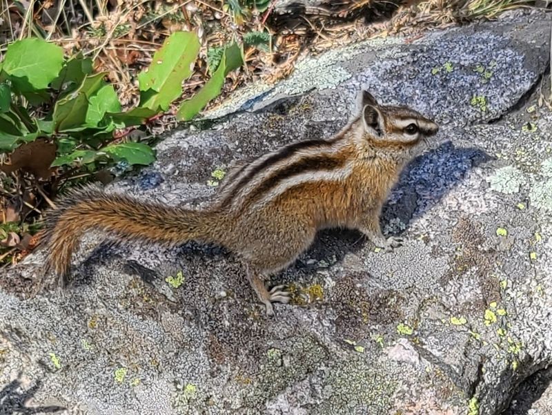 New Mexico: Southwestern Chipmunk Sanctuary