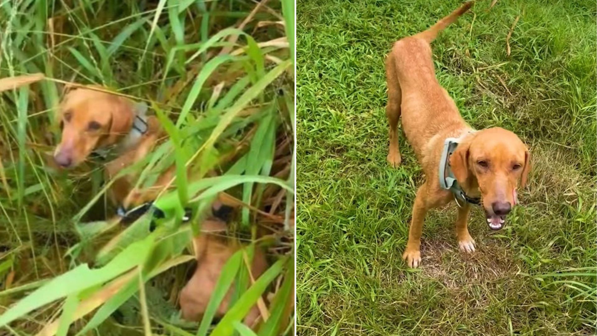 Colorado Sisters Rescue Stray Dog On Saipan Road And Uncover A Shocking Jungle Surprise