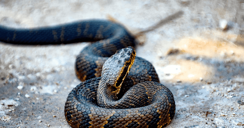 Venomous Varieties in the Suwannee River