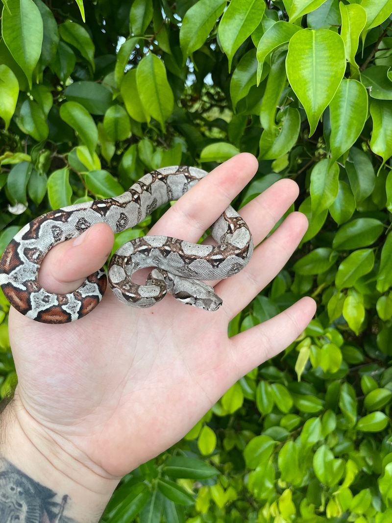 Columbian Red-Tailed Boa: The Escaped Exotics