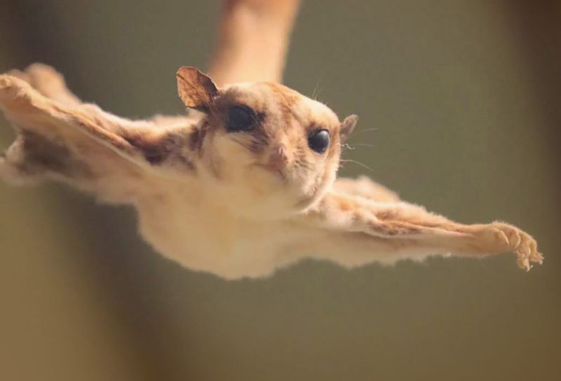 Flying Squirrel: The Gliding Night Shadows