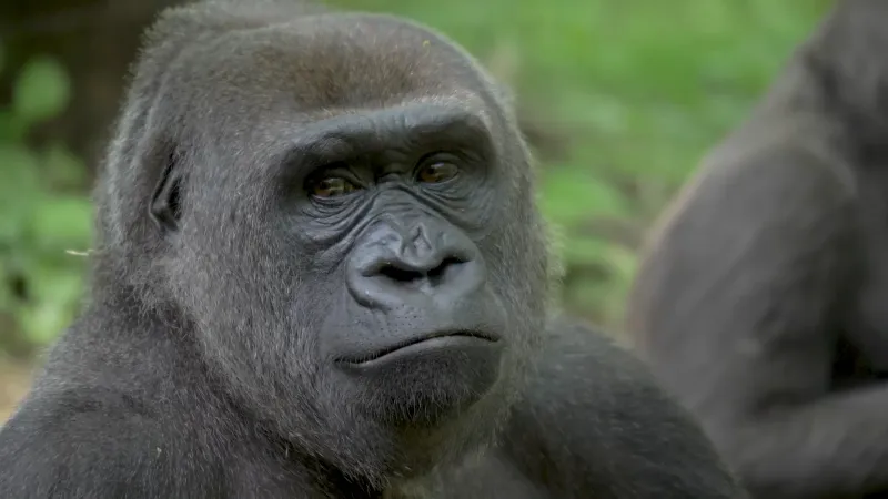 Bronx Zoo – New York's Urban Wildlife Kingdom