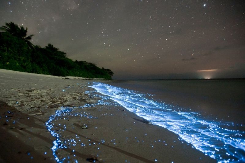Bioluminescent Plankton: Living Ocean Glitter