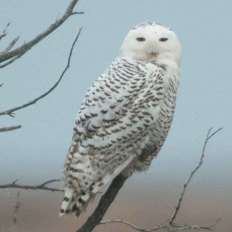 Snowy Owl: Arctic Visitors to the Big Apple