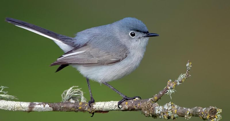 Blue-gray Gnatcatcher