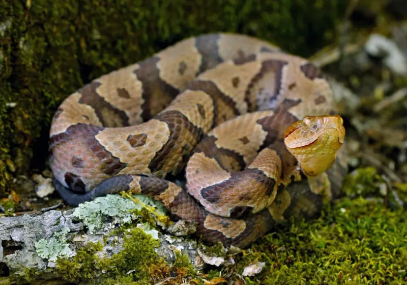 Eastern Copperhead: The Camouflage Master