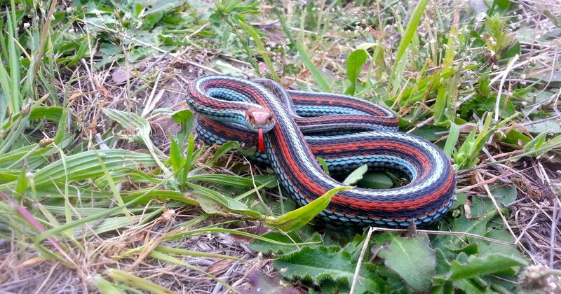 Coast Garter Snake