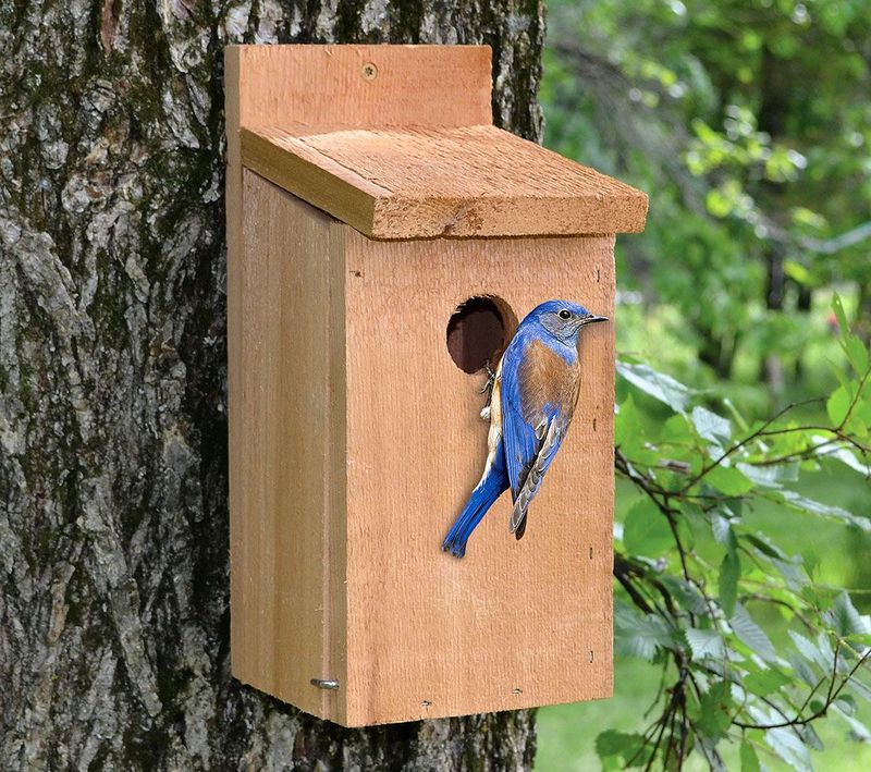 Eastern Bluebird: The Cavity-Nesting Jewel