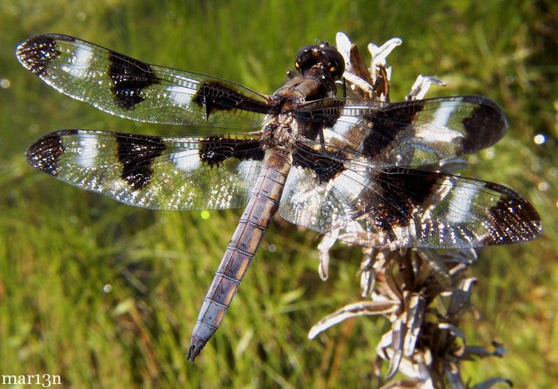 Twelve-Spotted Skimmer: The Checkerboard Flyer