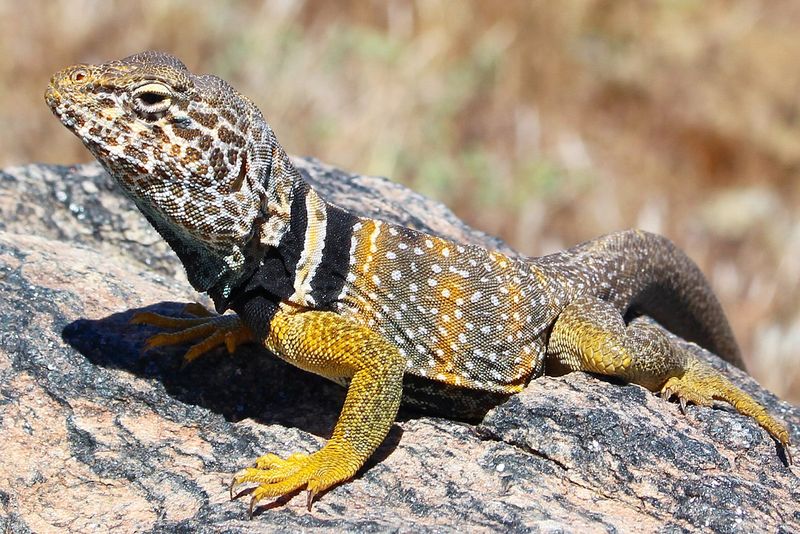 Western Collared Lizard: The Speedy Two-Legger