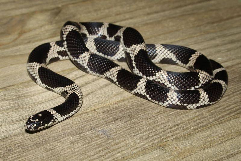 Common Kingsnake: The Snake-Eating Snake