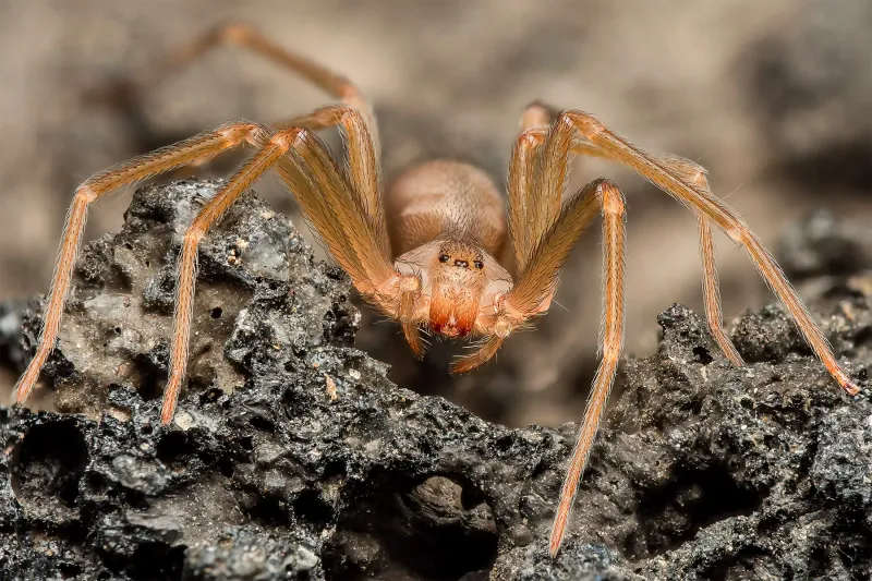 The Truth About Brown Recluse Bites